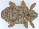 Sternochetus mangiferae-ventral view