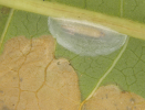 Leafminer pupa