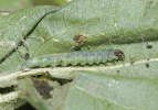 larva on cotton