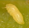 Tanaostigmodes cajaninae-larva