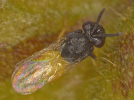 Tanaostigmodes cajaninae adult