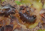 larva on cashew