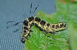 Tinolius larva