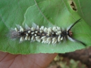 larva with cocoons