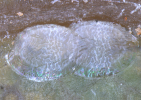 eggs of Trymalitis margarias 