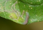 fully grown larva