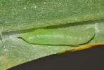 pupa