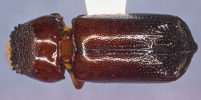 Xylothrips flavipes in dorsal view