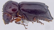 Xylothrips flavipes in profile