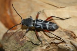 Adult beetle, lateral view